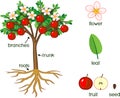 Parts of plant. Morphology of apple tree with fruits, flowers, green leaves, root system Royalty Free Stock Photo